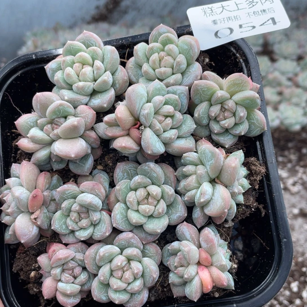 糕大上多肉植物54
