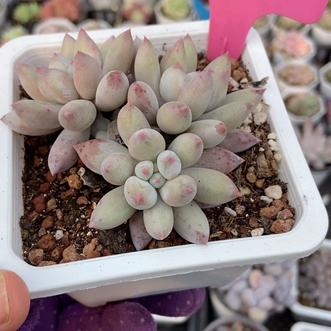 75所罗门多肉植物