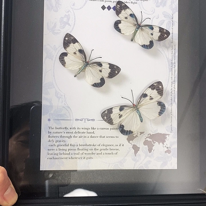 珐琅铁合金三只光辉银斑蛾微瑕