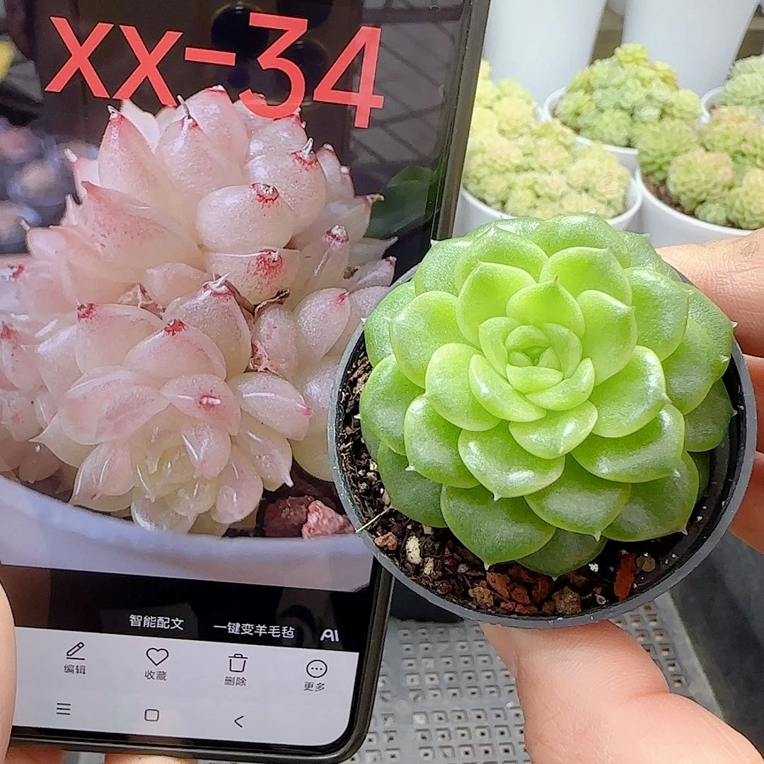 1031-8（xx-34）优选