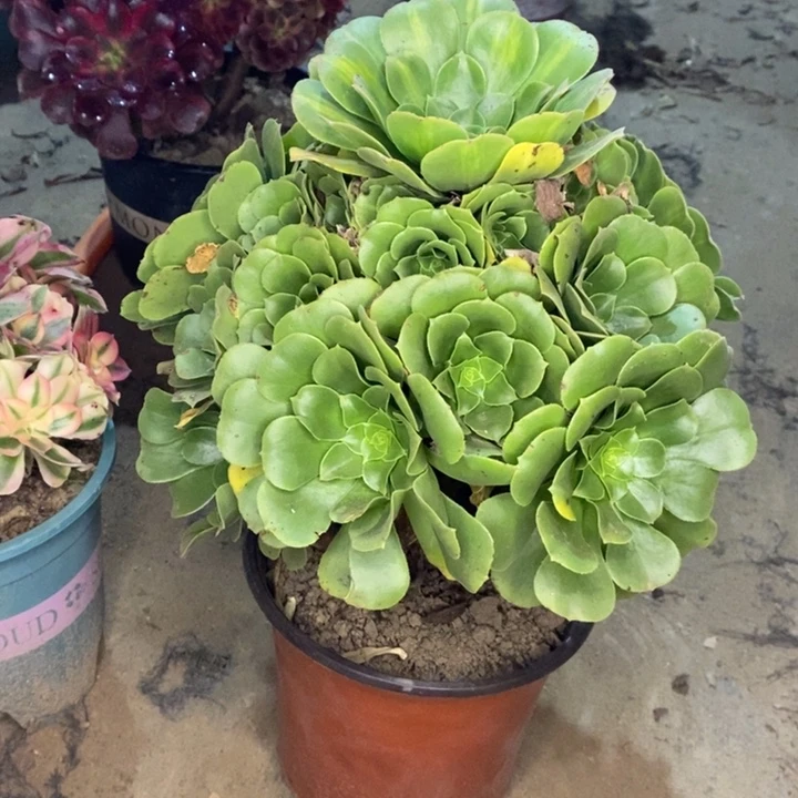 绿羊绒多肉植物2。