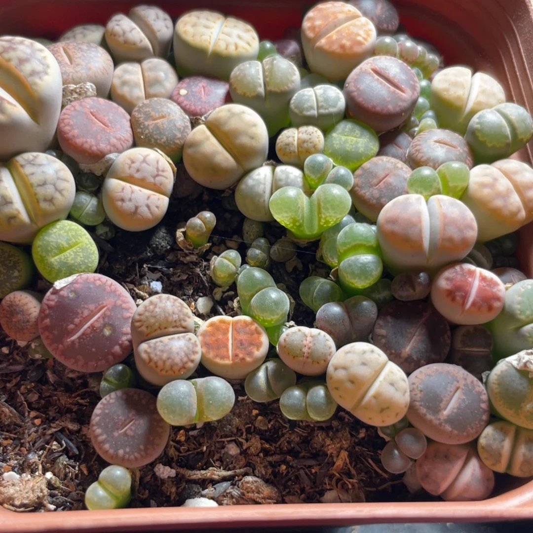今晚大盆特价更新～26