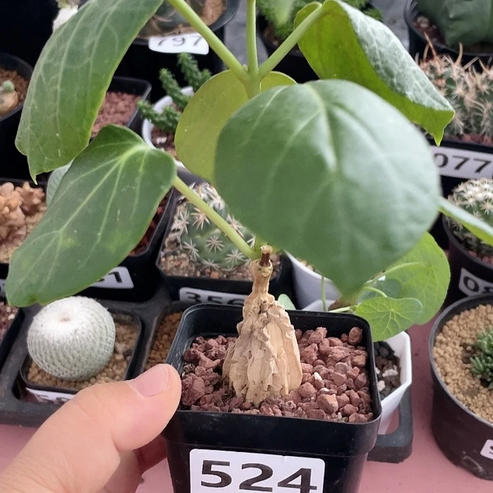 524龟甲箩魔块根，