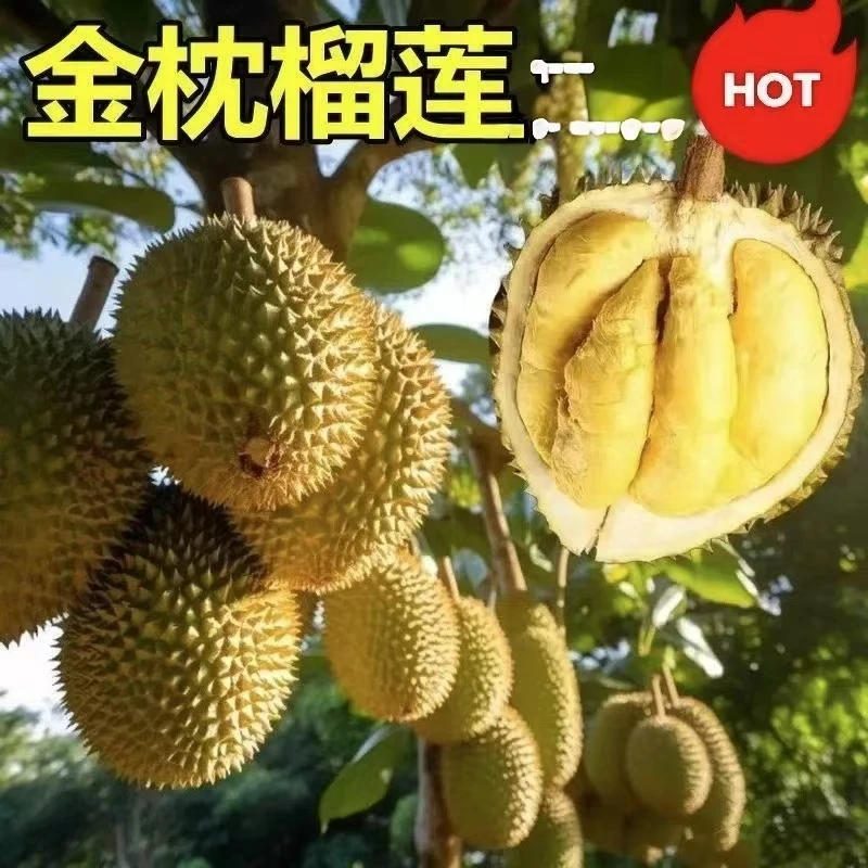 榴莲盆栽/耐寒品种南方北方种植金枕猫山王当年结果