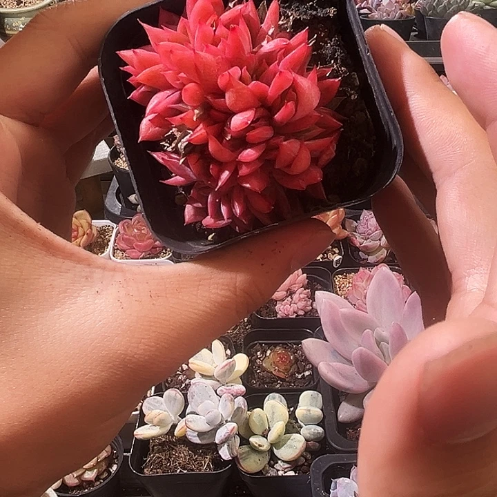 红爪缀化一物一拍