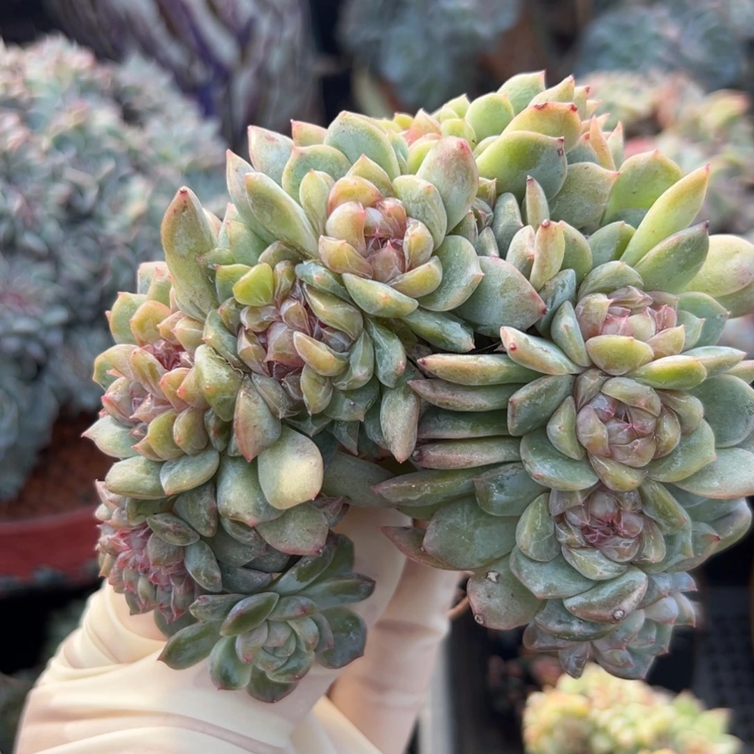 新年快乐 新年快乐