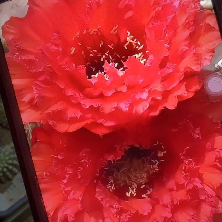 73号侧芽5公分左右毛花柱