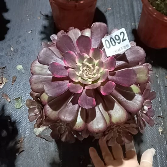 黑金刚，009222222222222