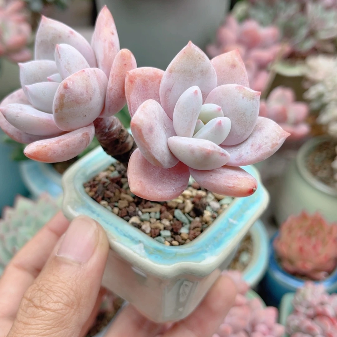 829 滑雪  带陶瓷盆发货 一物一拍