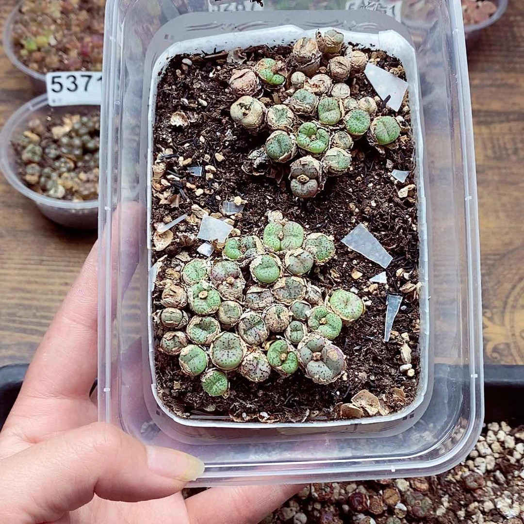 5341安贞啦吧啦啦啊