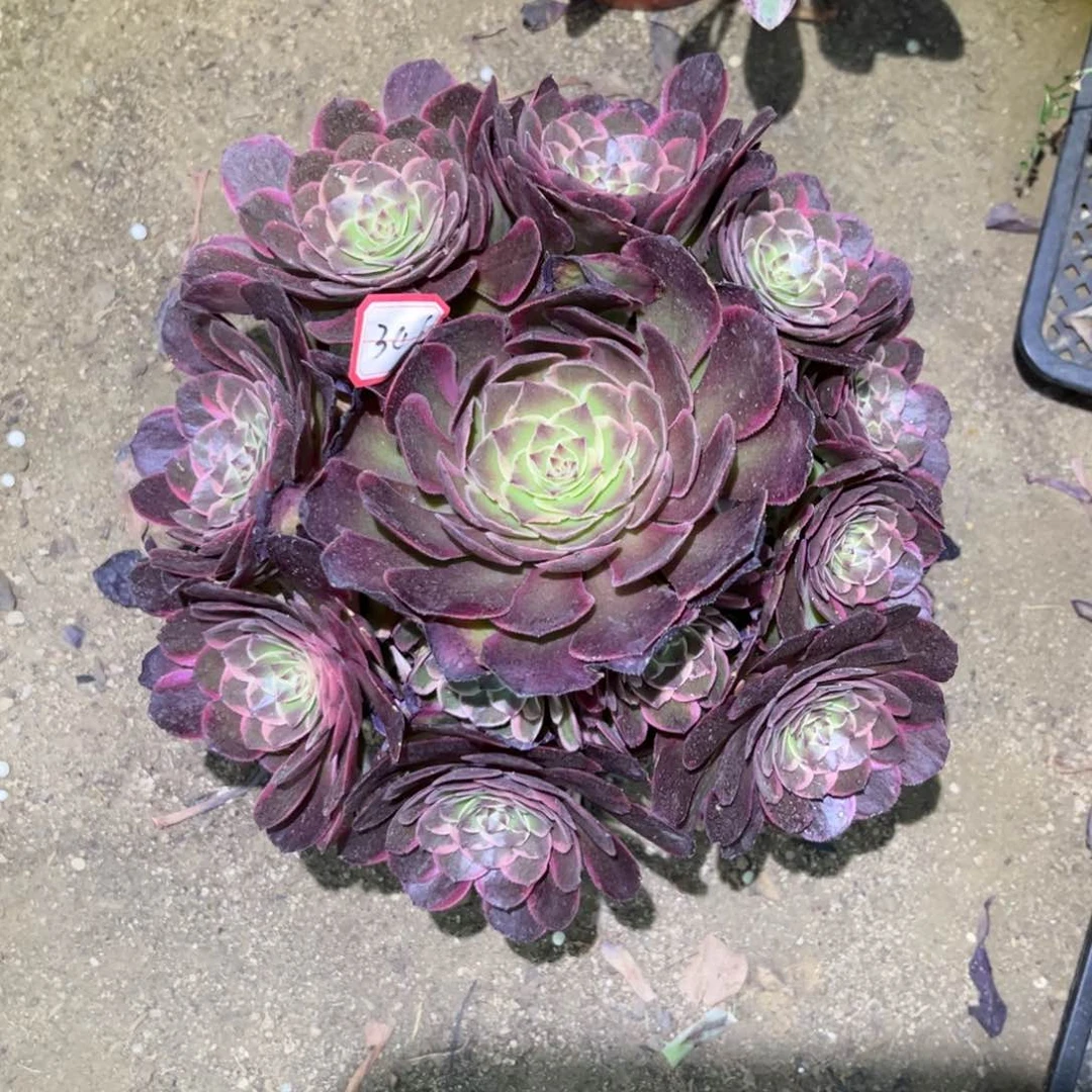 346多肉植物粉花妖