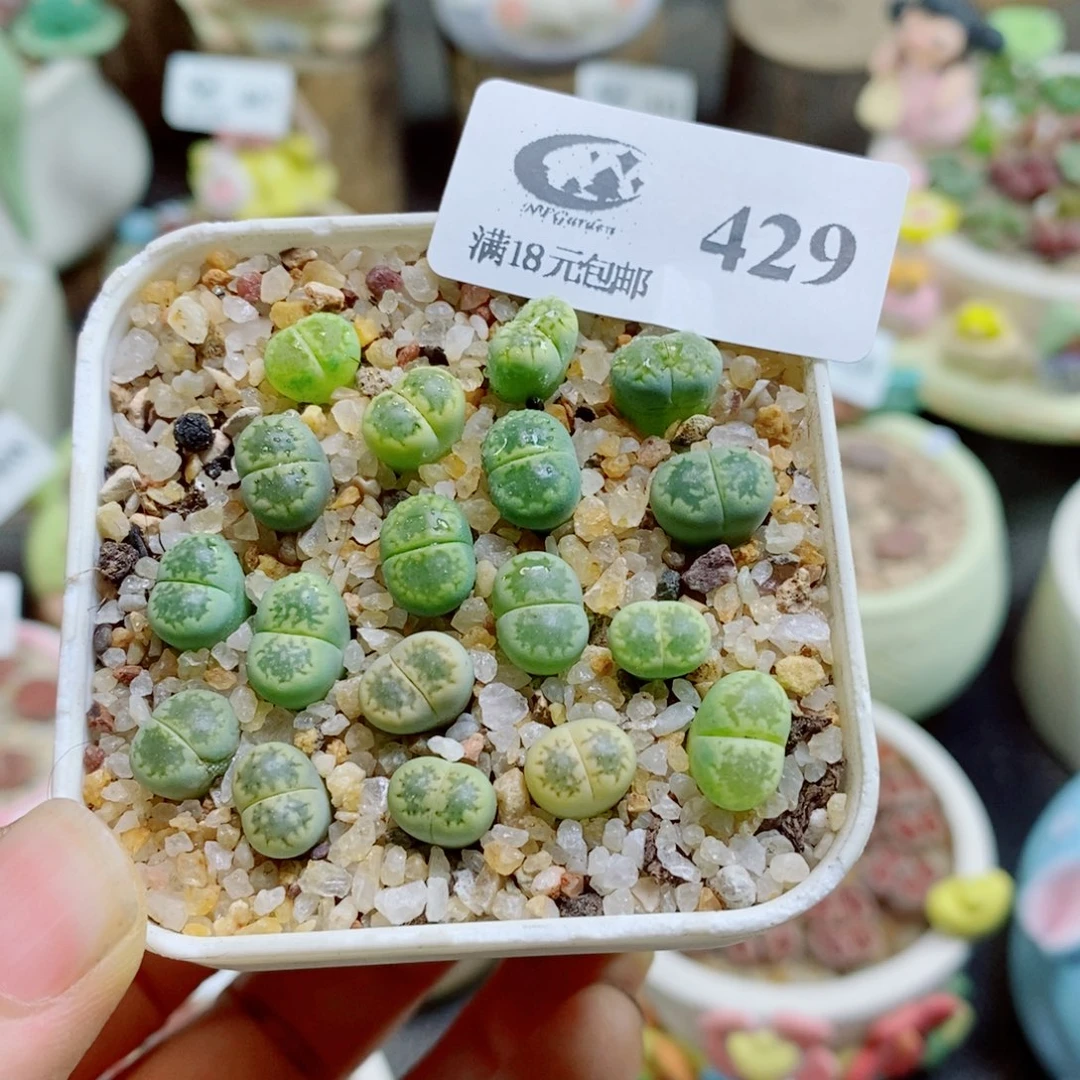 暖***O生石花花花花花花花花429