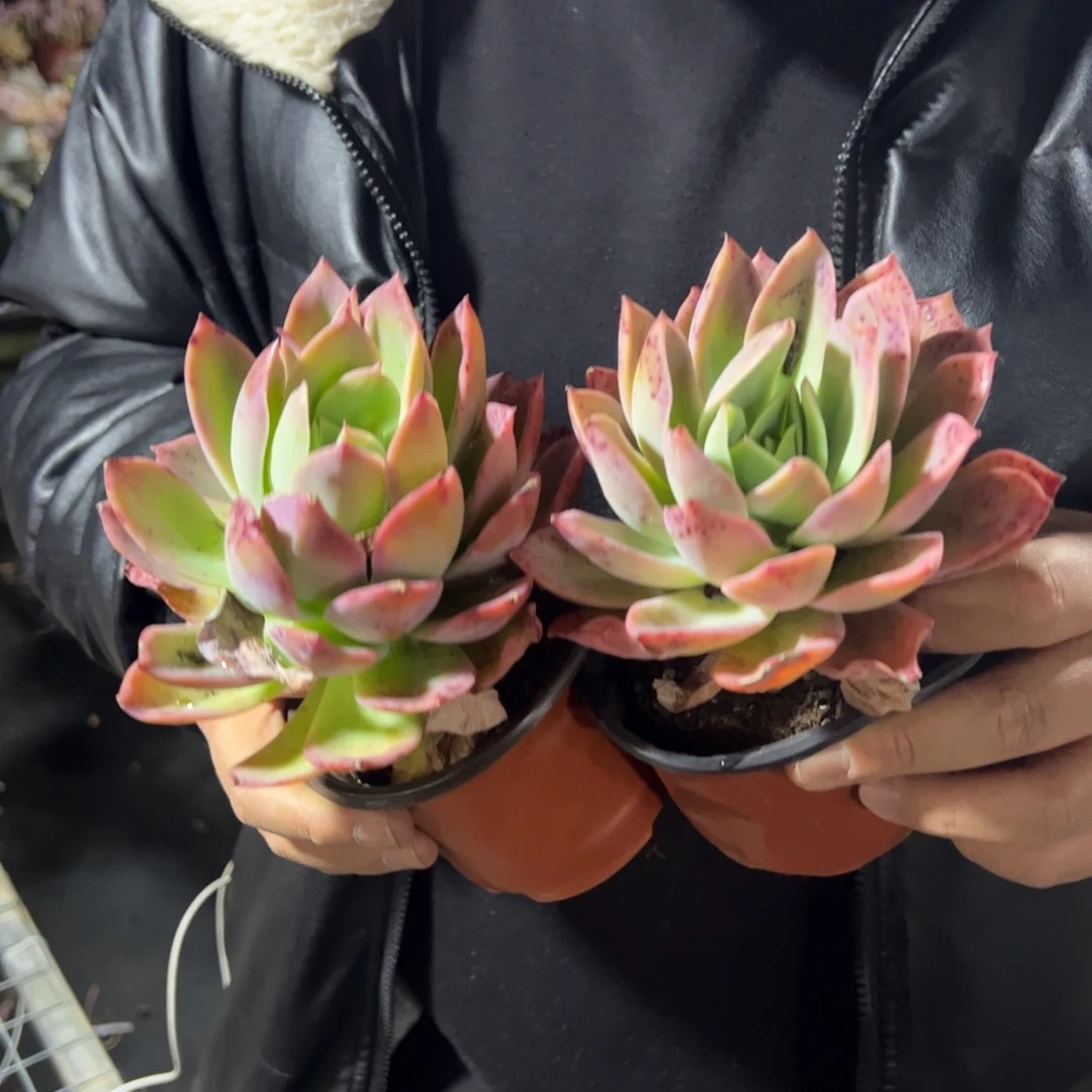 乔伊两盆多肉植物