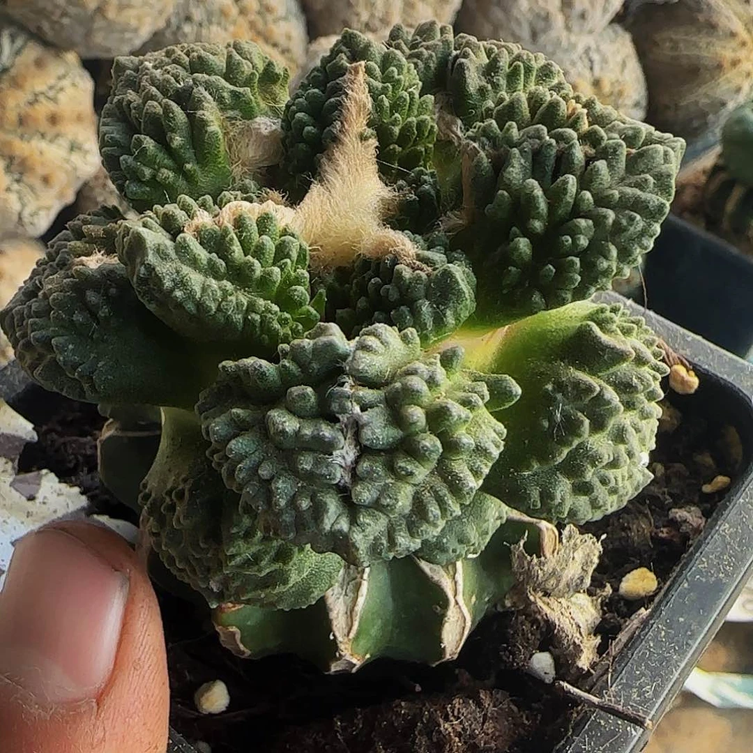 哥斯拉865仙人球开花