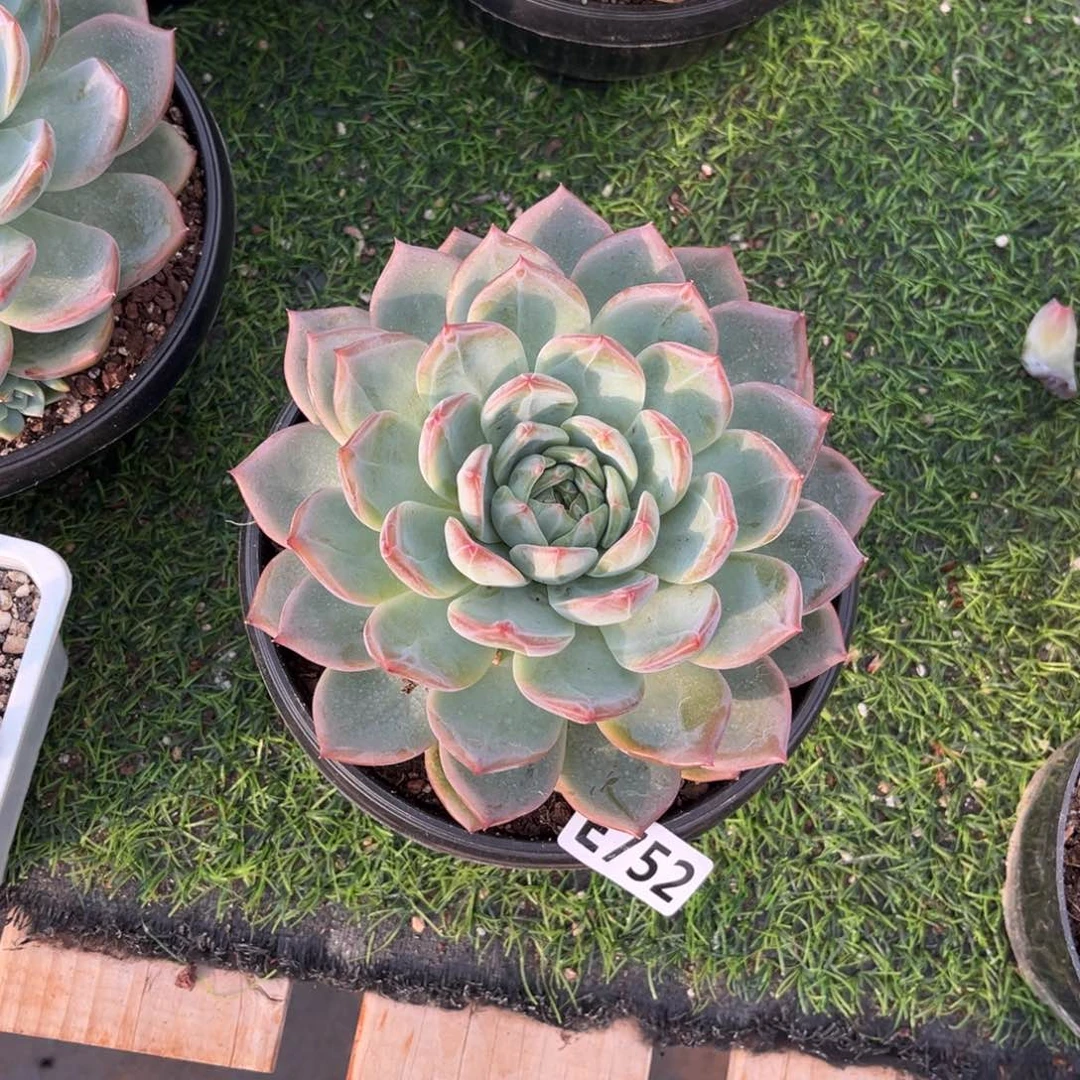 752号新疆西藏内蒙古不包邮