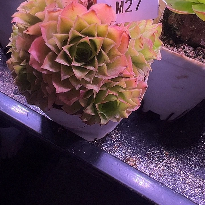 苗苗飞天系列惊鸿27