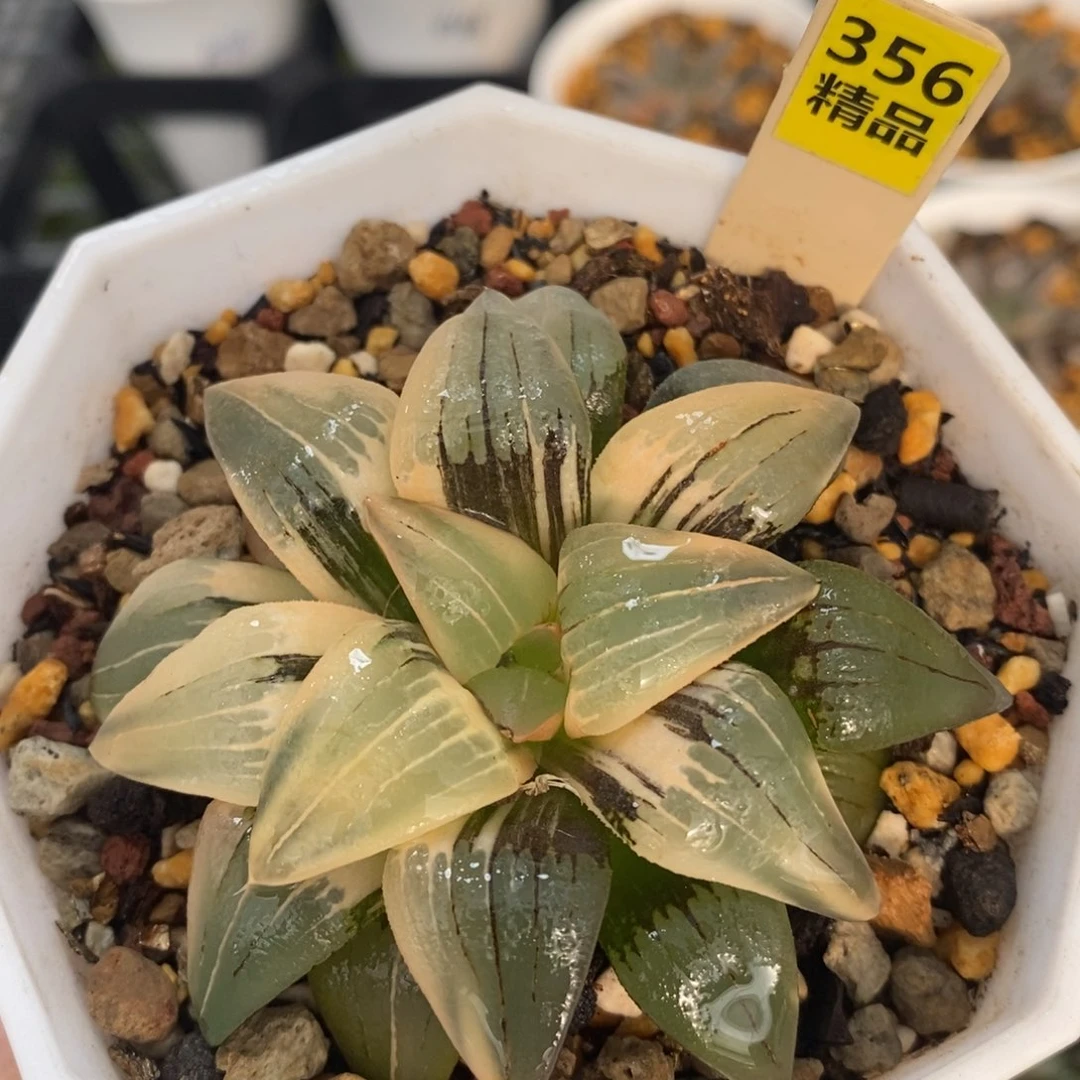 不开花植物356红纹