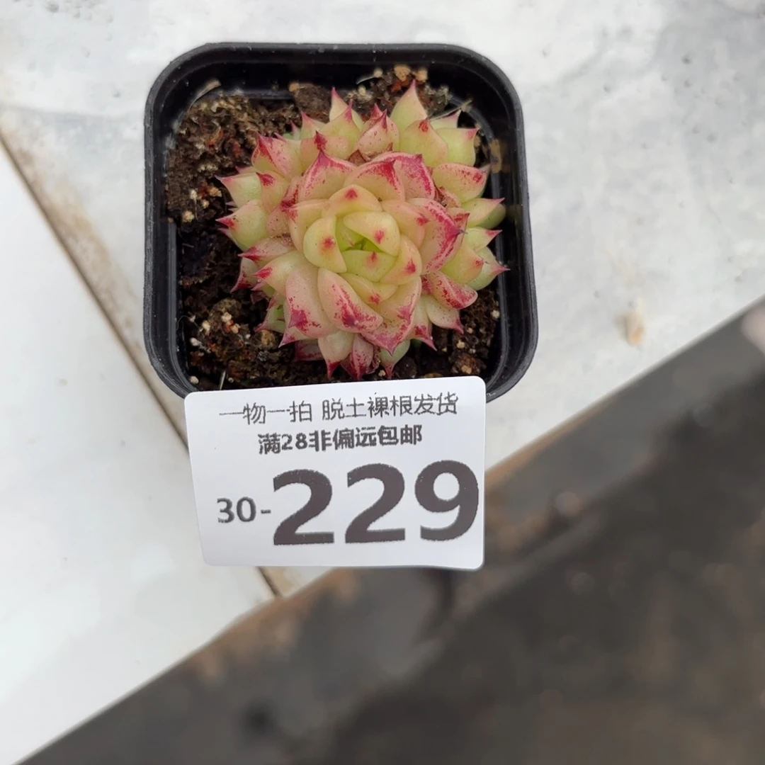 焰火群生多肉多肉多肉