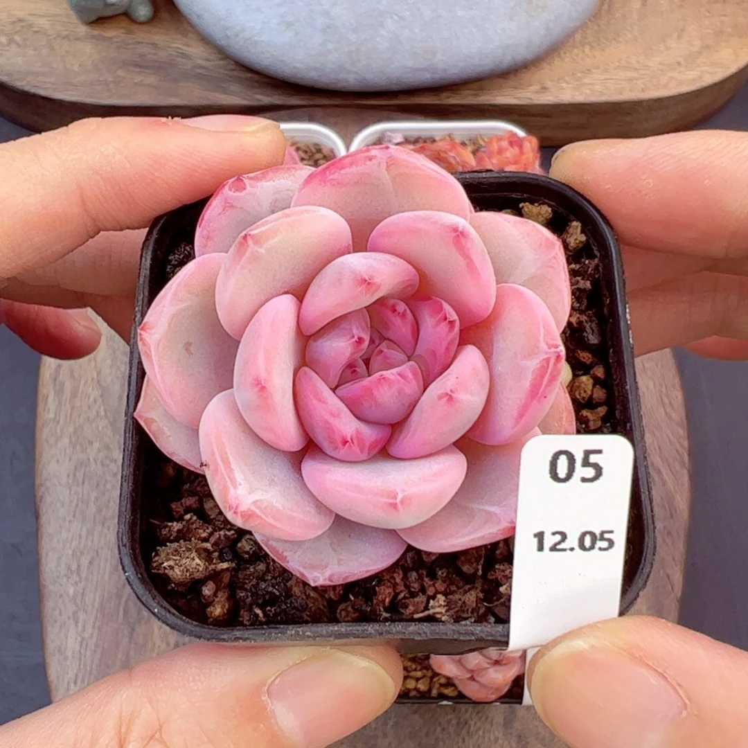 星影锦05、哈哈哈哈