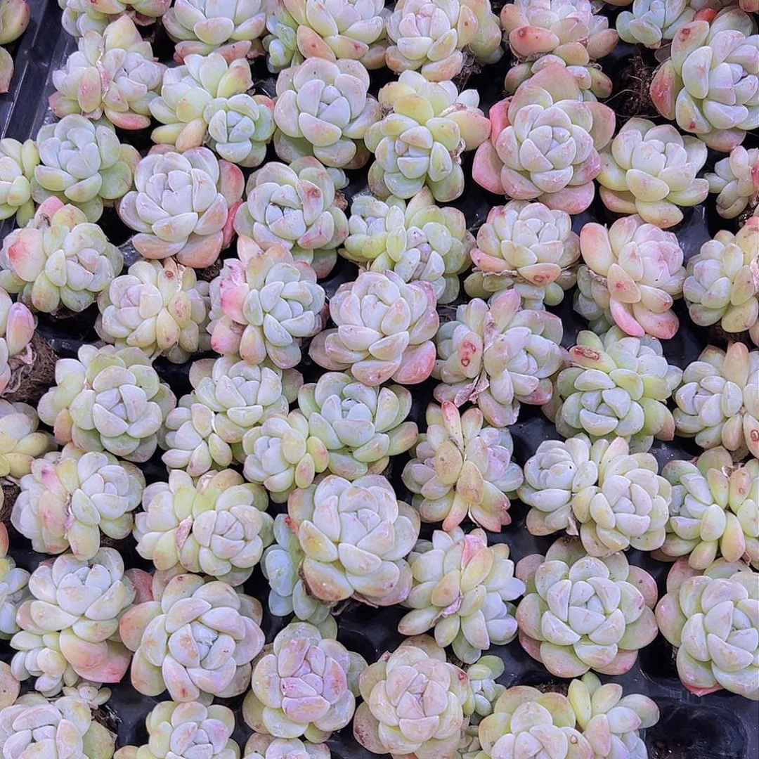 钻石冰玉5个混搭19包邮