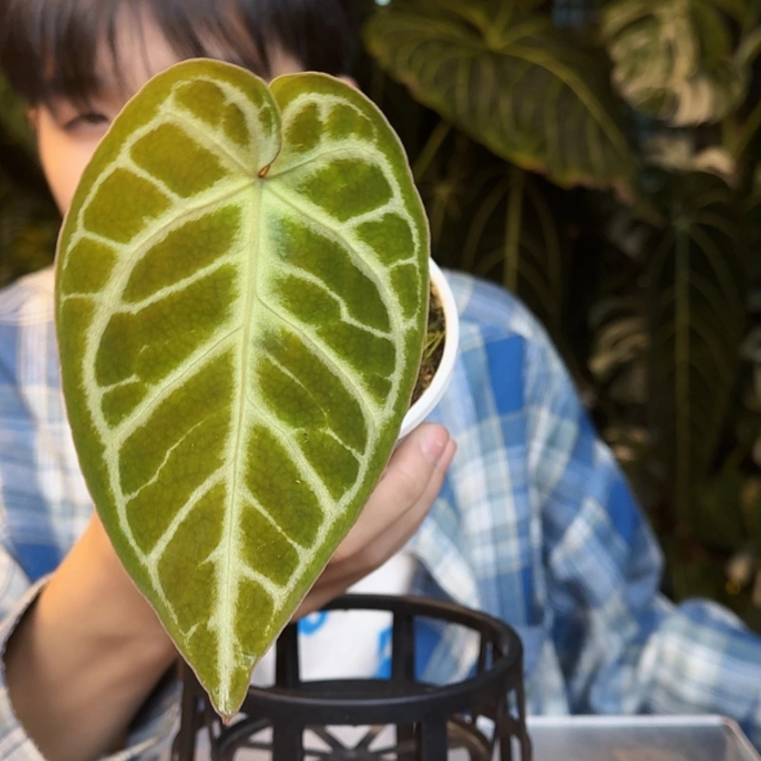 完全开放T195闪电撕裂纹杂skg银