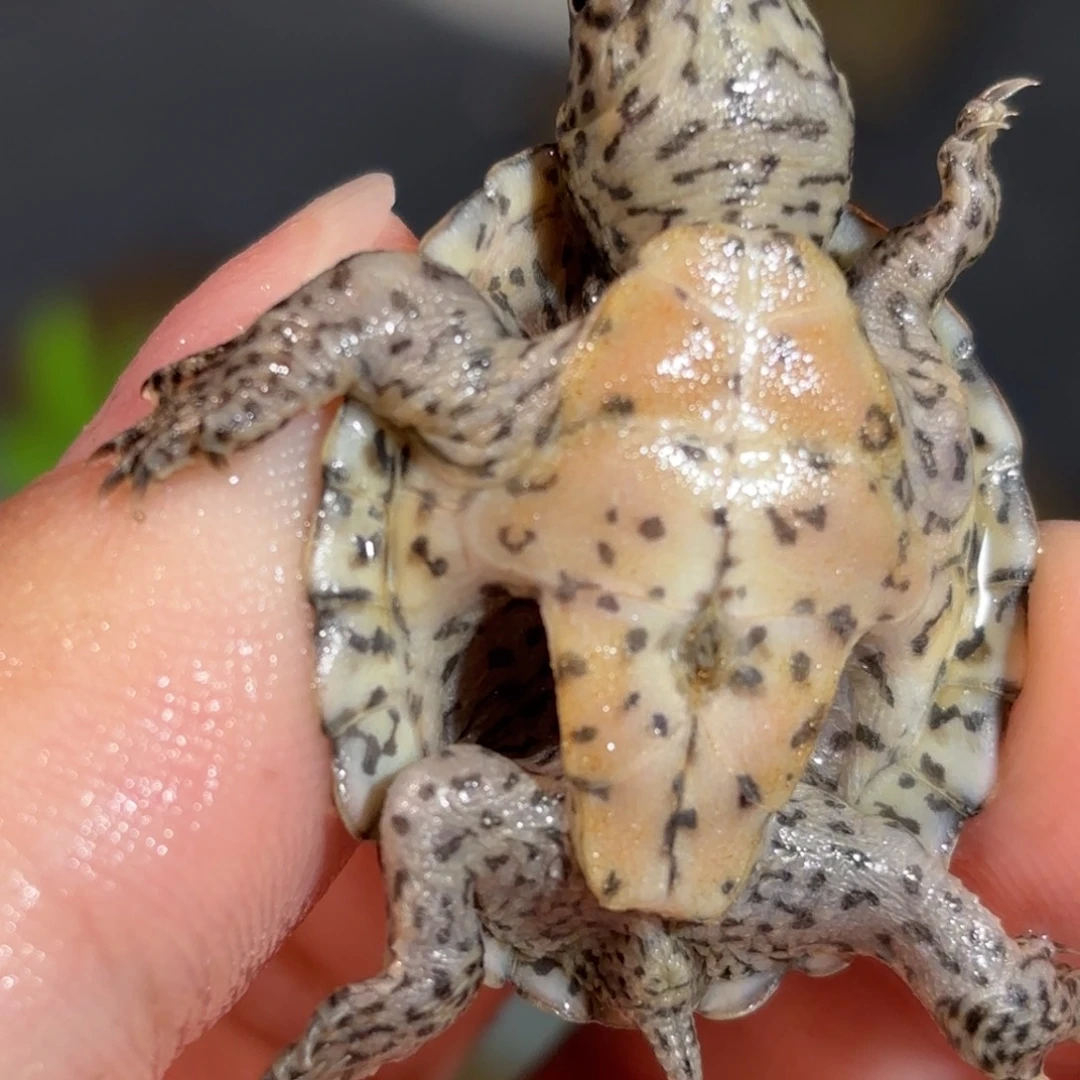 宠物龟不分公母全品粗满文鼎级黑刀