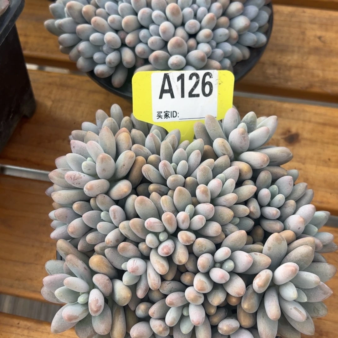 汤圆多肉植物 一物一拍