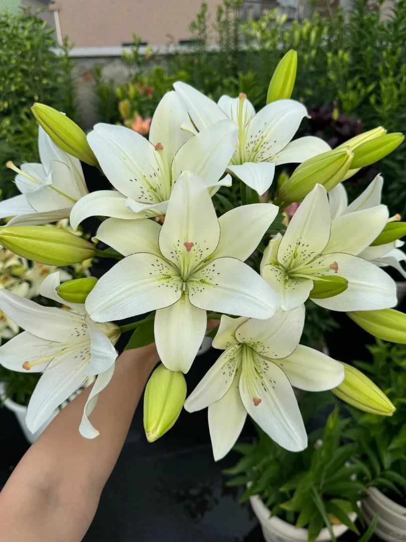 【眼线】亚百合 一单包邮 云南鲜花昆明基地现采现发