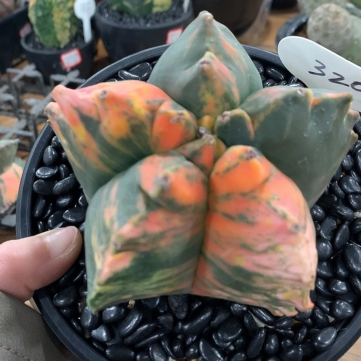 320龟甲老鸾夕阳锦实生10.5公分