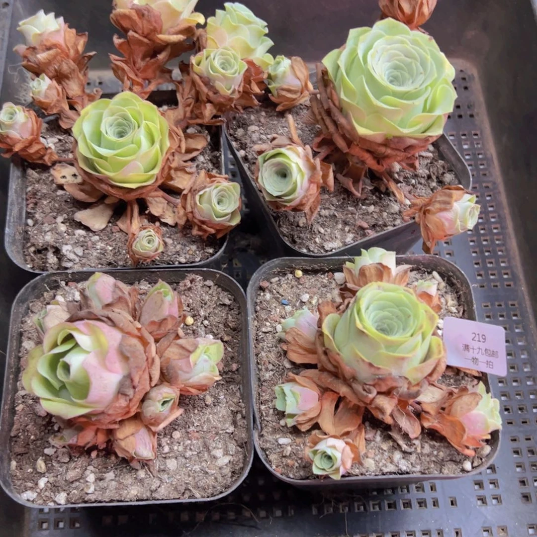 219 侧牙掉了不包损无售后