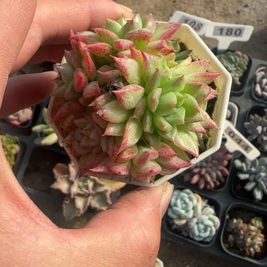 94麦秆多肉植物多