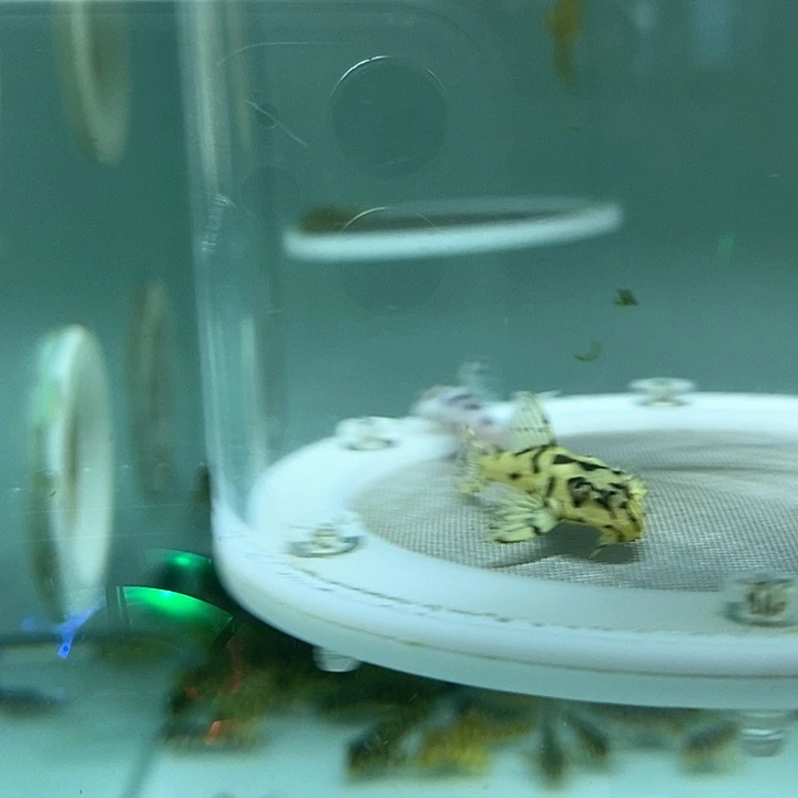 清道夫鱼L236皇后虎斑