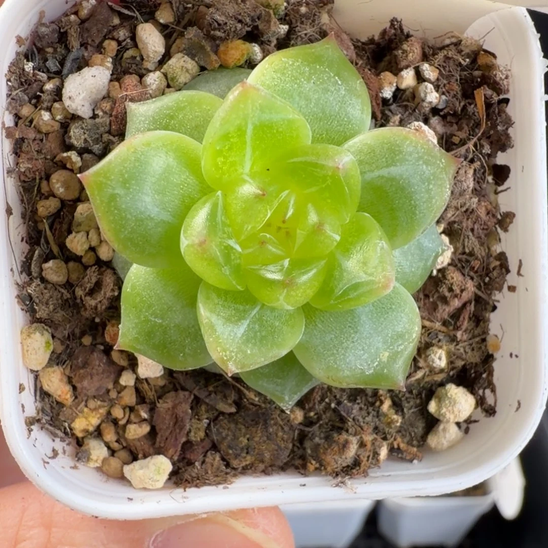 6.6系列珍妮单头267号