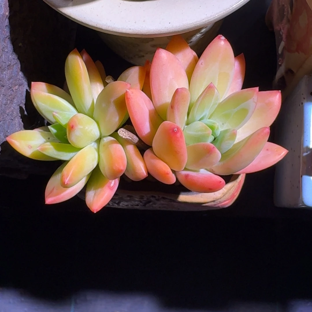 海洋之歌 双头 一物一拍