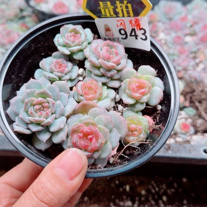 多肉植物多肉植物