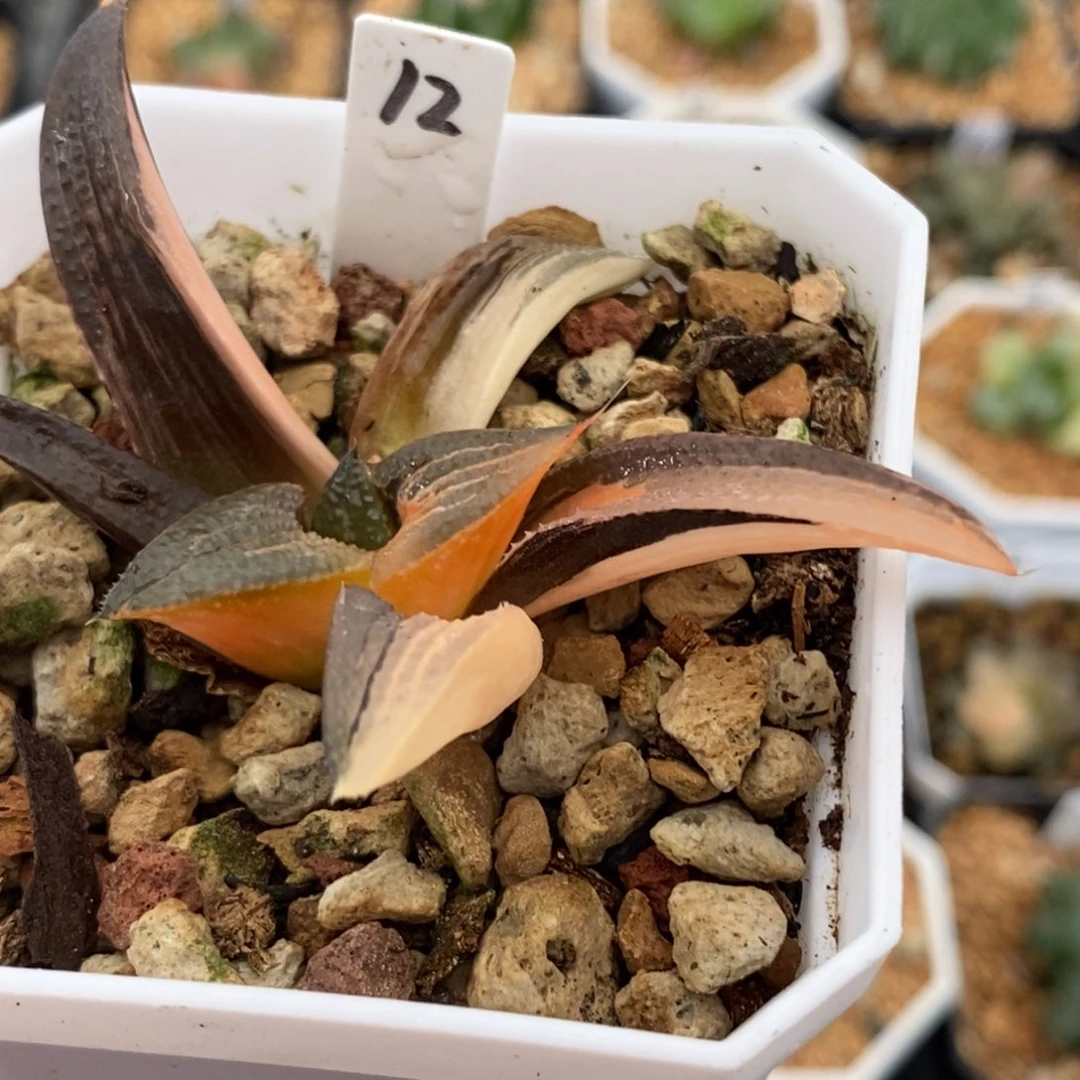 12芭提雅多肉植物