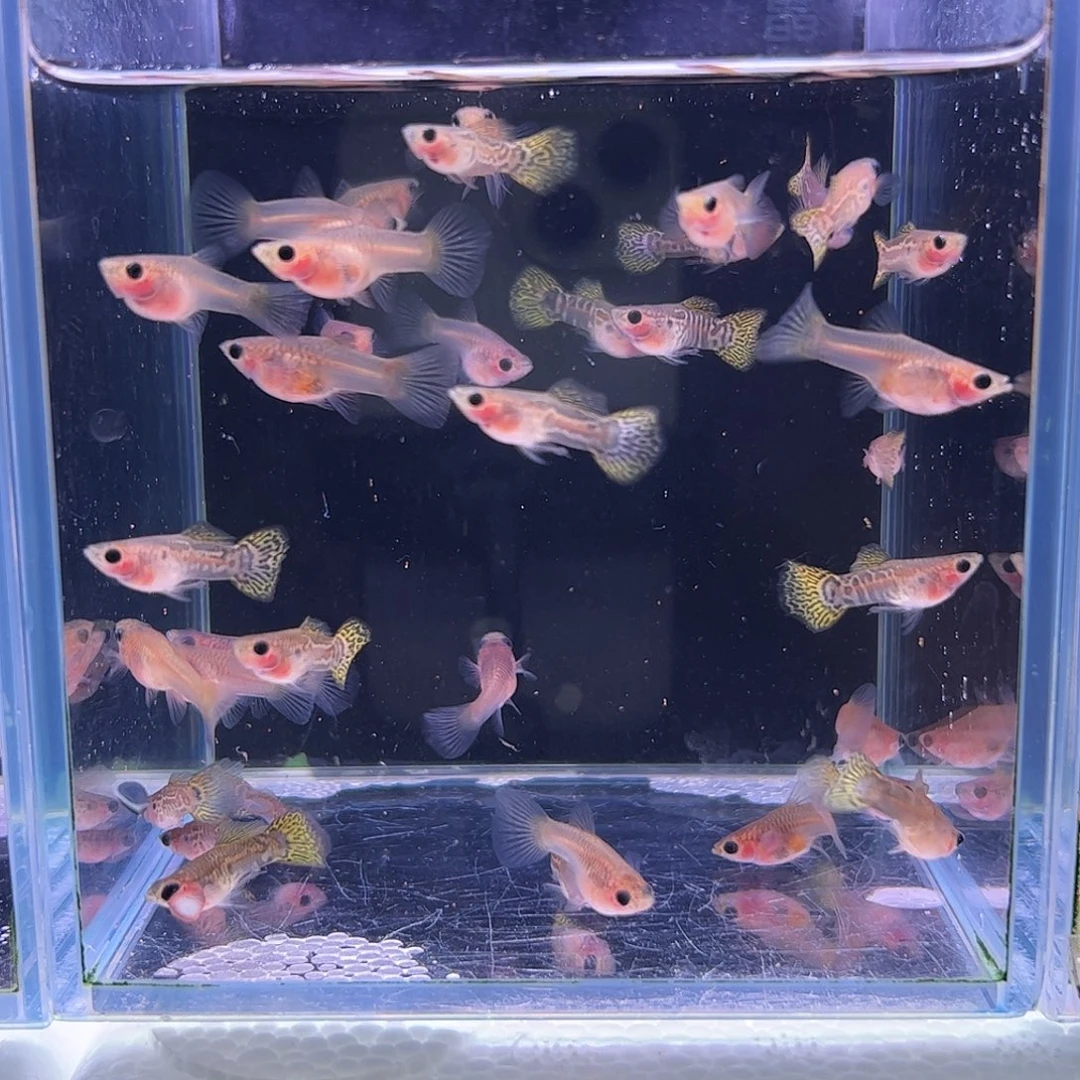 孔雀鱼黄蕾丝玻璃猫野生色20条