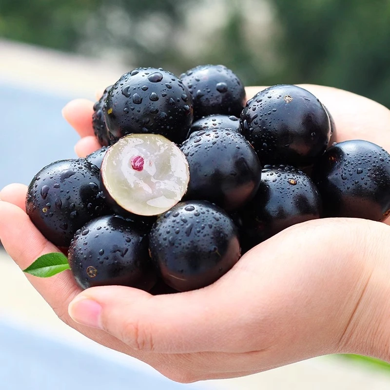 【顺丰上门】果王3斤嘉宝果树葡萄沙巴品种高端当季水果新鲜采摘