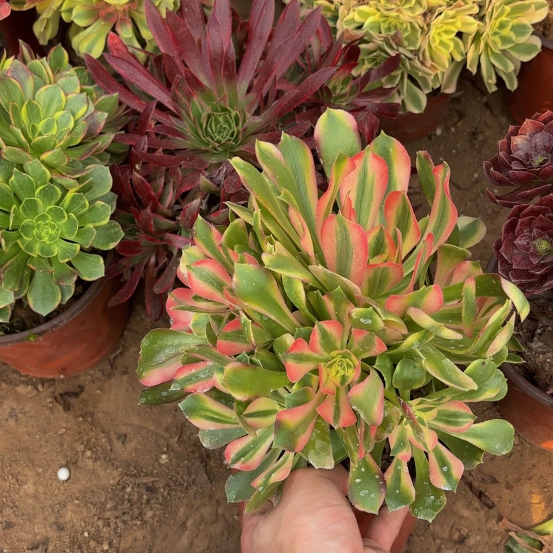 香妃法师9.9多肉植物