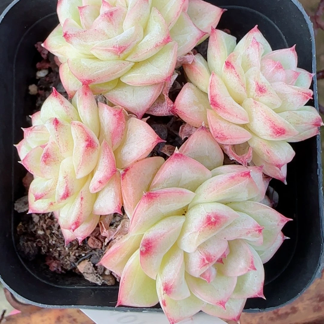 M***宋花语逸镜1020-217女王