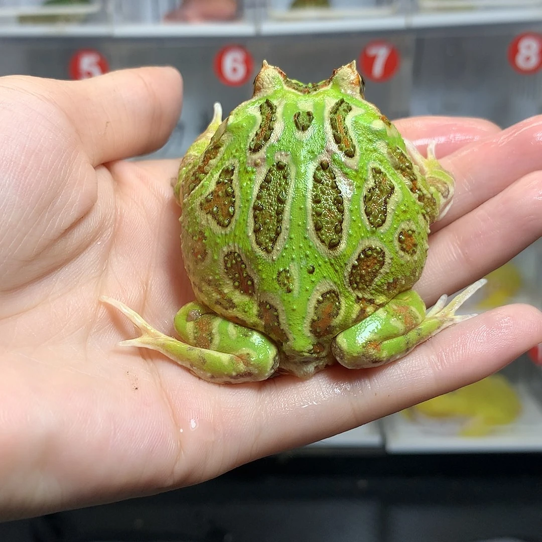 角蛙2237绿角公福利