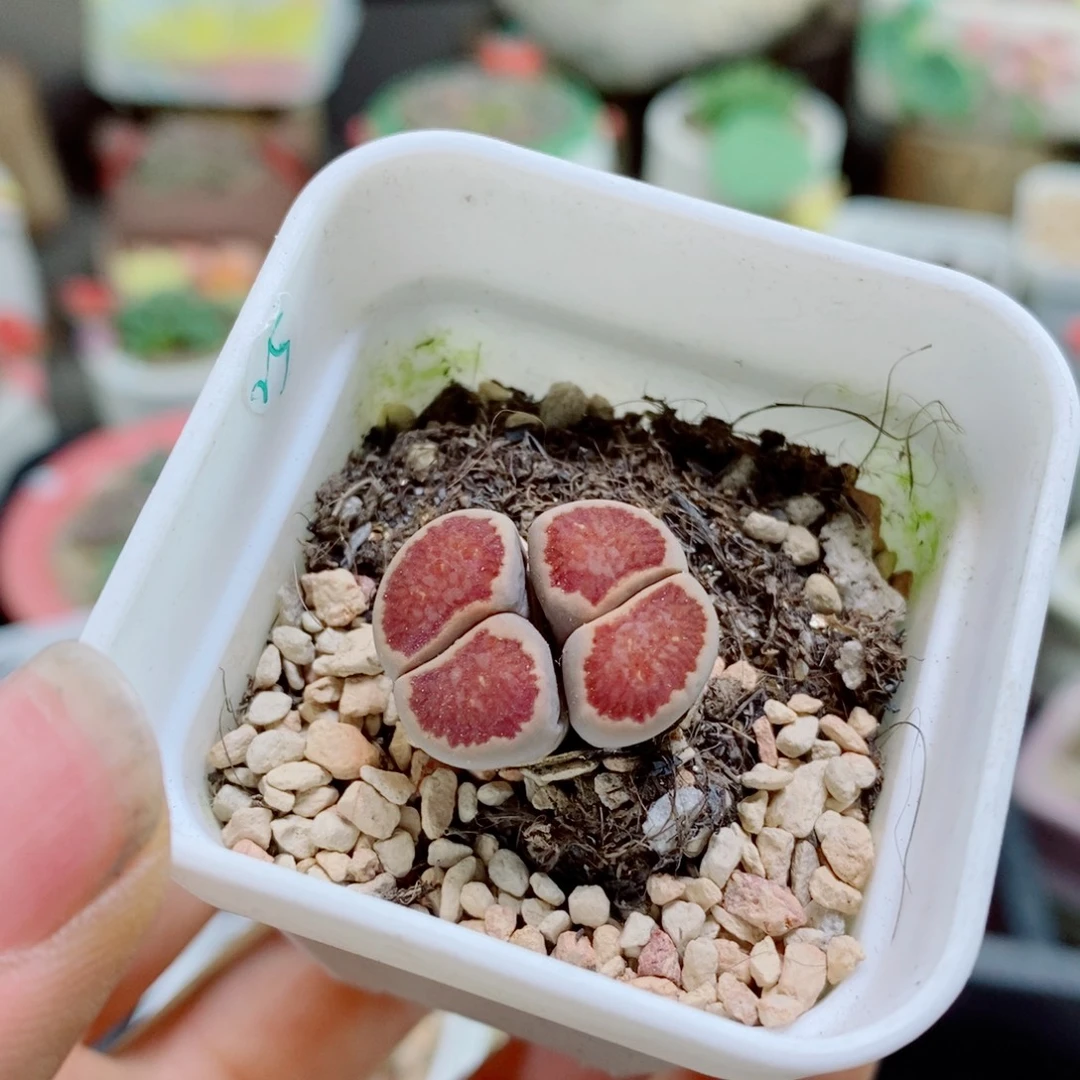 妖***o生石花花花花花花花238