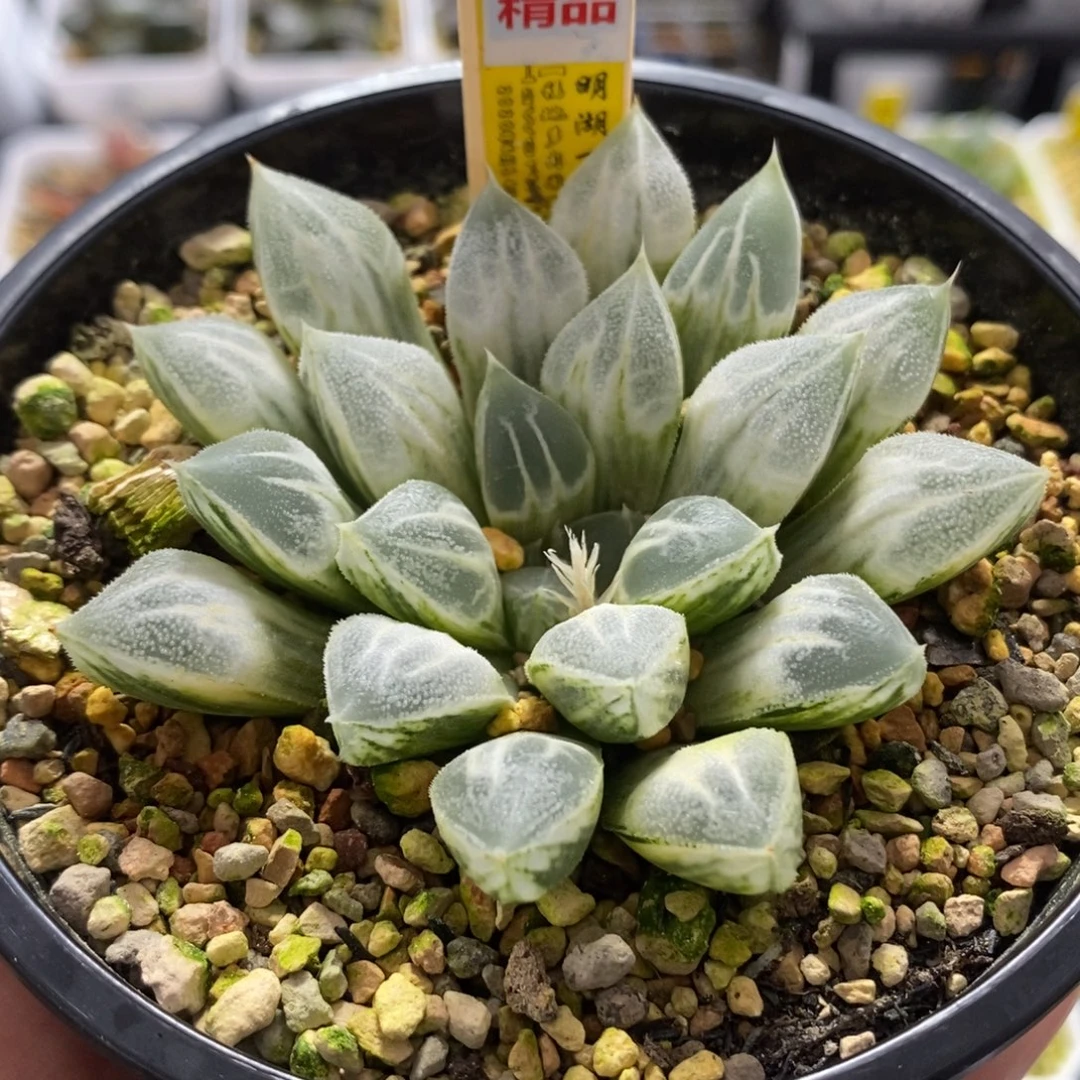 126糊斑爱心寿锦一物一拍