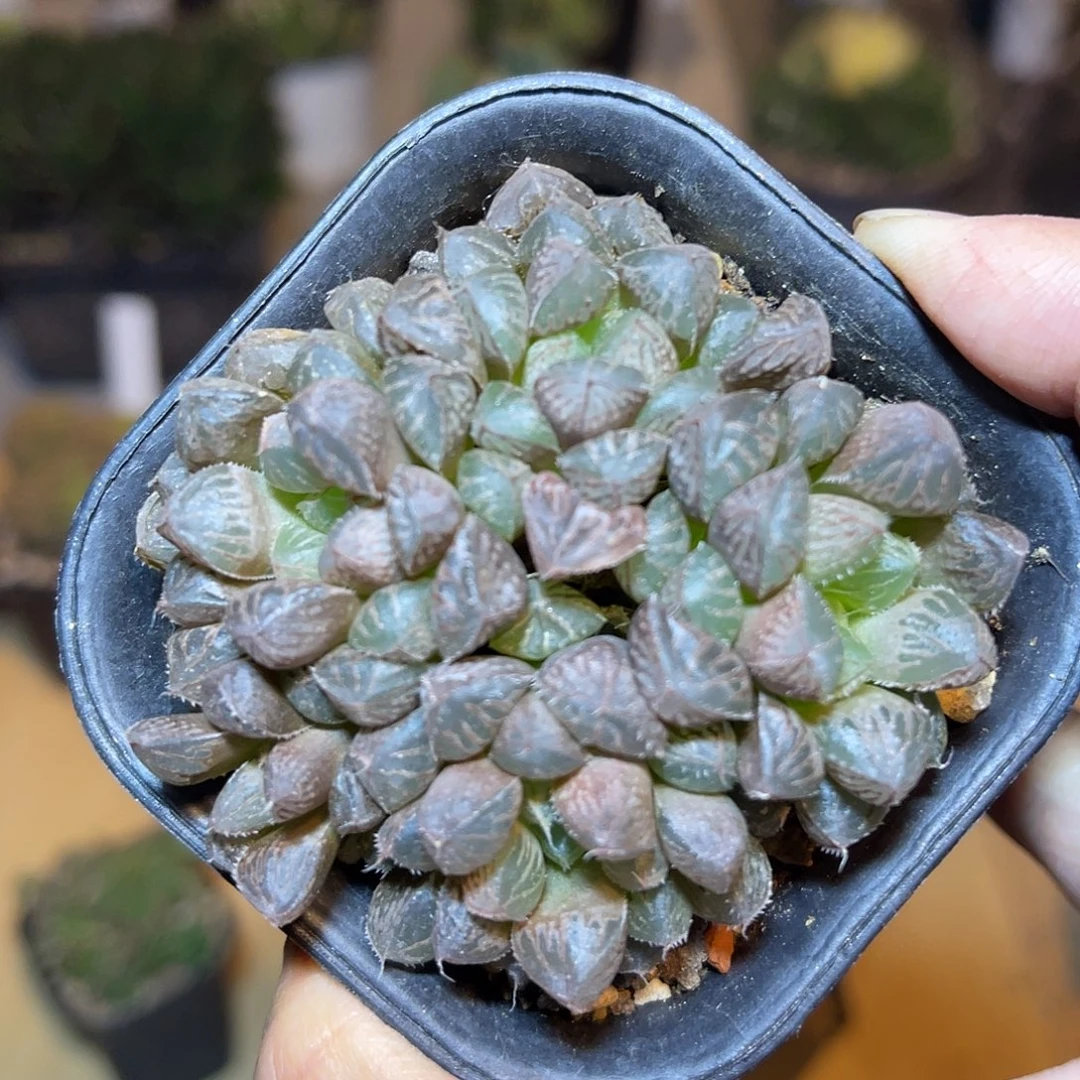 楼兰大群一物一拍