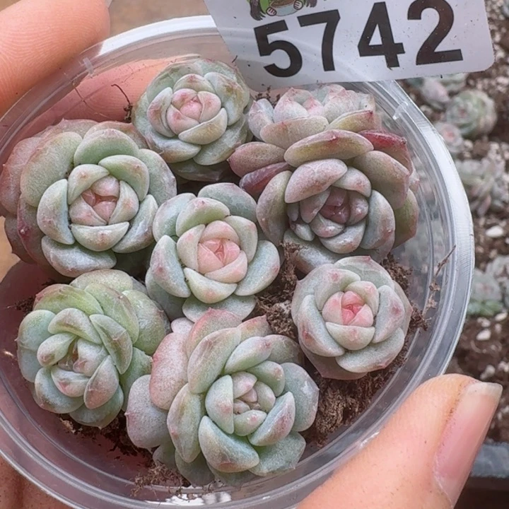 多肉植物多肉植物