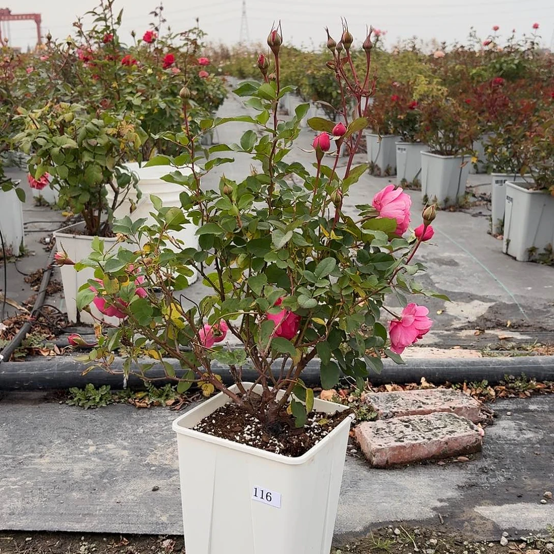 会***菜当前无花朵，栽培后可花朵116