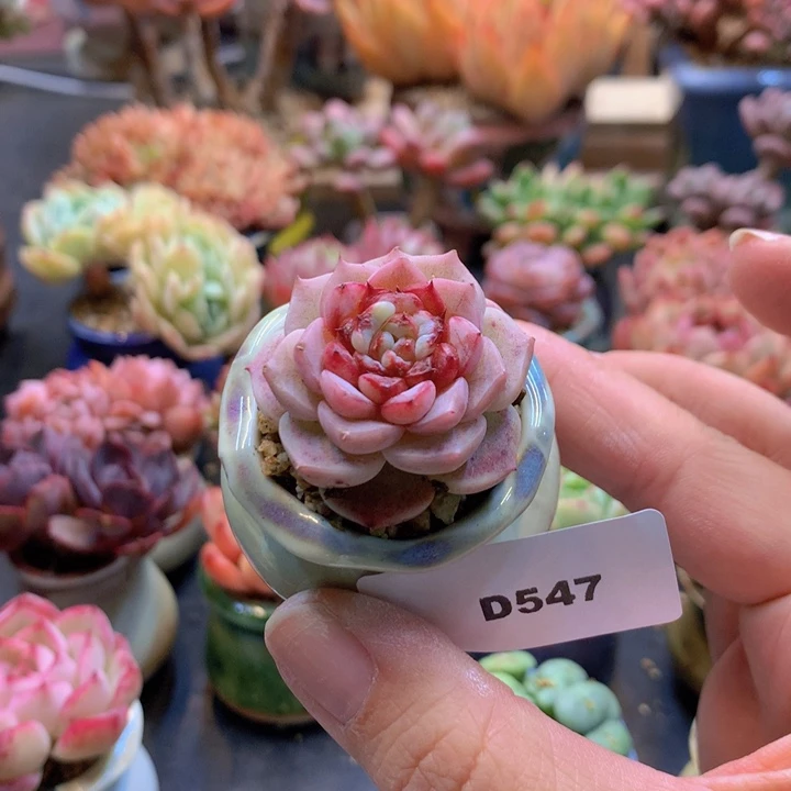 一物一拍含盆土满38包邮D547