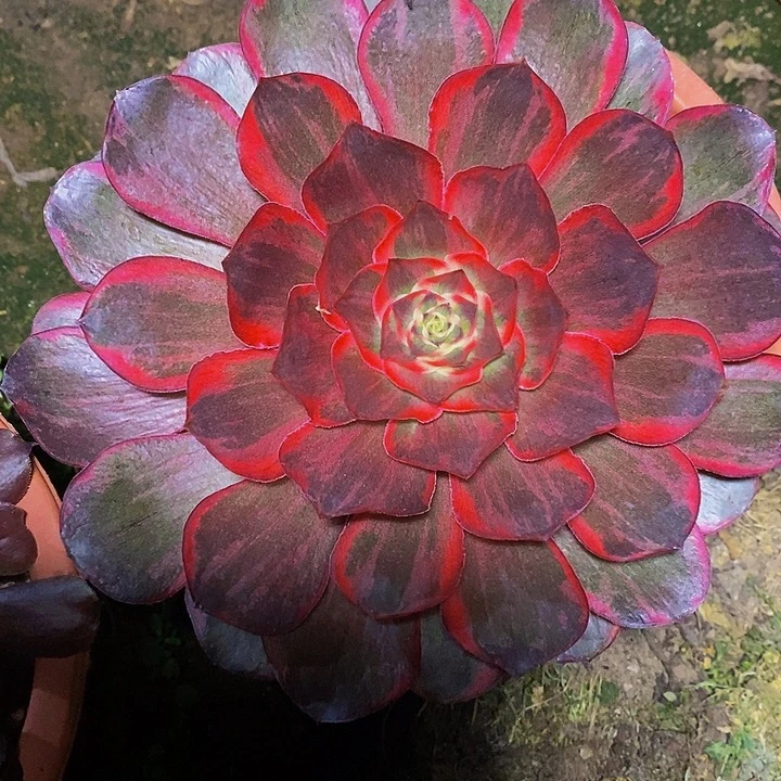 纳福多肉植物法师