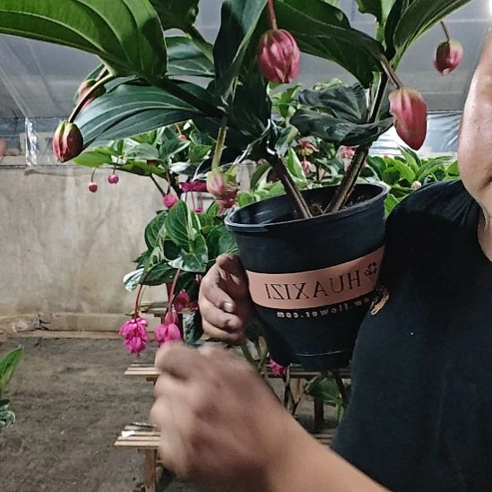 疏***C无花朵宝莲灯花基地发货