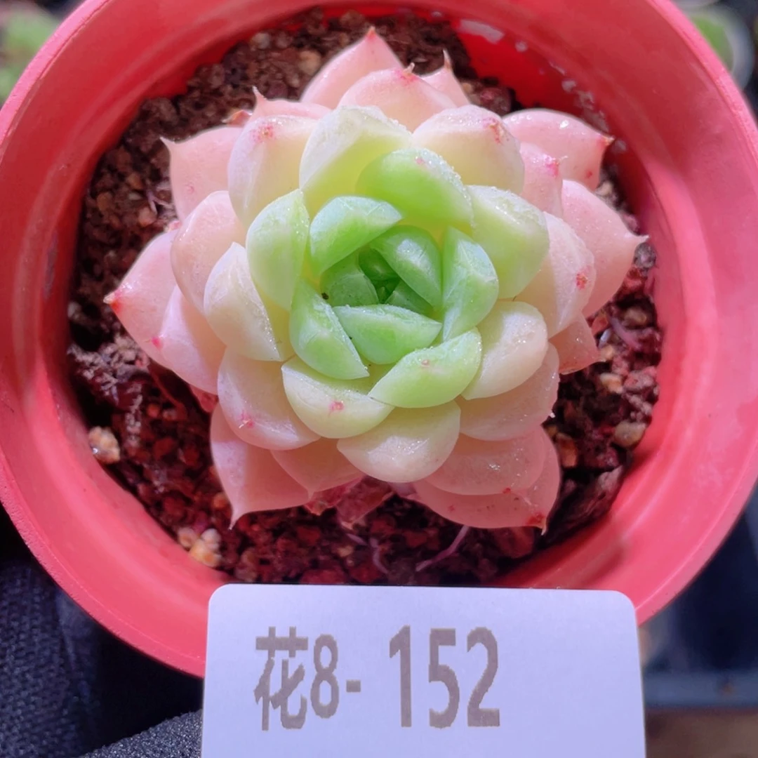 花利美 8-152麦秆